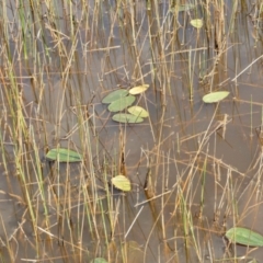 Ottelia ovalifolia at Yass River, NSW - 3 Oct 2022