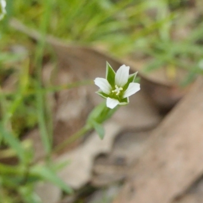 Moenchia erecta (Erect Chickweed) at Yass River, NSW - 4 Oct 2022 by SenexRugosus