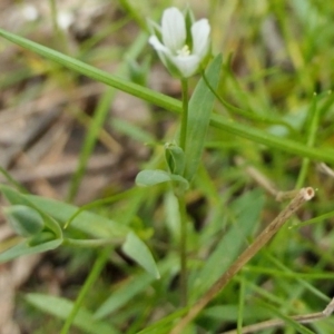 Moenchia erecta at Yass River, NSW - 4 Oct 2022 04:30 PM