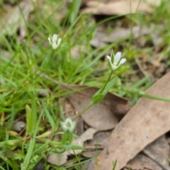 Moenchia erecta at Yass River, NSW - 4 Oct 2022 04:30 PM