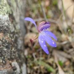 Cyanicula caerulea (Blue Fingers, Blue Fairies) at Rugosa - 4 Oct 2022 by SenexRugosus