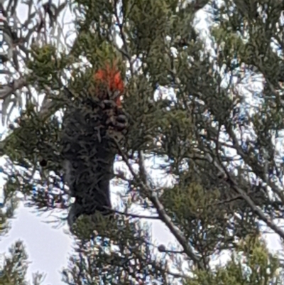 Callocephalon fimbriatum (Gang-gang Cockatoo) at Tennent, ACT - 1 Oct 2022 by JBrickhill