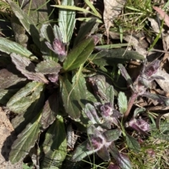 Ajuga australis (Austral Bugle) at Krawarree, NSW - 25 Sep 2022 by Ned_Johnston