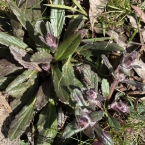 Ajuga australis at Krawarree, NSW - 25 Sep 2022