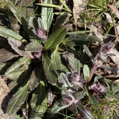 Ajuga australis (Austral Bugle) at Deua National Park (CNM area) - 25 Sep 2022 by Ned_Johnston