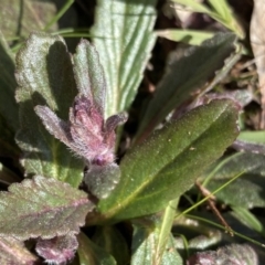 Ajuga australis at Krawarree, NSW - 25 Sep 2022