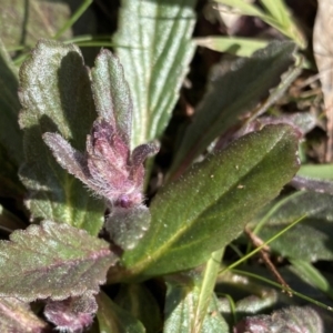 Ajuga australis at Krawarree, NSW - 25 Sep 2022