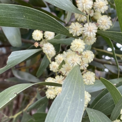 Acacia melanoxylon (Blackwood) at Oakdale Nature Reserve - 3 Oct 2022 by JaneR