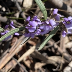 Hovea heterophylla (Common Hovea) at Deua National Park (CNM area) - 25 Sep 2022 by Ned_Johnston