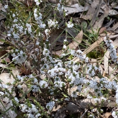 Leucopogon attenuatus (Small-leaved Beard Heath) at Berlang, NSW - 25 Sep 2022 by Ned_Johnston