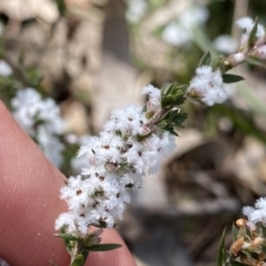 Leucopogon attenuatus at Berlang, NSW - 25 Sep 2022