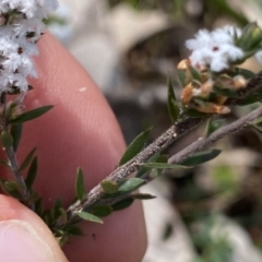 Leucopogon attenuatus at Berlang, NSW - 25 Sep 2022