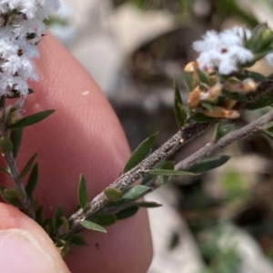 Leucopogon attenuatus at Berlang, NSW - 25 Sep 2022