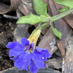 Dampiera stricta (Blue Dampiera) at Krawarree, NSW - 25 Sep 2022 by Ned_Johnston