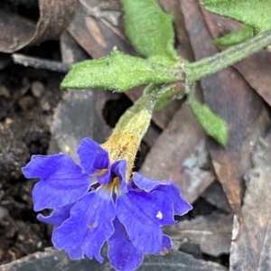 Dampiera stricta at Krawarree, NSW - 25 Sep 2022