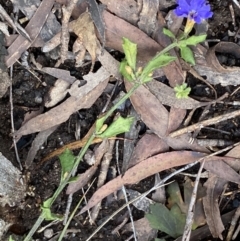 Dampiera stricta at Krawarree, NSW - 25 Sep 2022