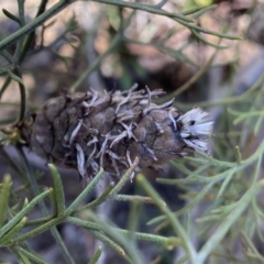 Petrophile sessilis (Conesticks) at Deua National Park (CNM area) - 25 Sep 2022 by Ned_Johnston