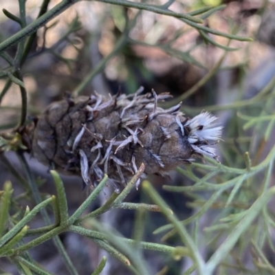 Petrophile sessilis (Conesticks) at Krawarree, NSW - 25 Sep 2022 by Ned_Johnston