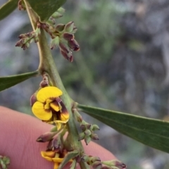 Daviesia mimosoides subsp. mimosoides at Deua National Park (CNM area) - 25 Sep 2022 by Ned_Johnston