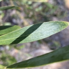 Daviesia mimosoides subsp. mimosoides at Krawarree, NSW - 25 Sep 2022