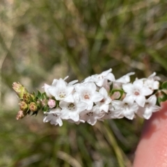Epacris breviflora (Drumstick Heath) at Deua National Park (CNM area) - 25 Sep 2022 by Ned_Johnston