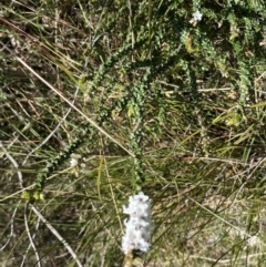 Epacris breviflora at Berlang, NSW - 25 Sep 2022 11:37 AM