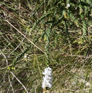 Epacris breviflora at Berlang, NSW - 25 Sep 2022 11:37 AM