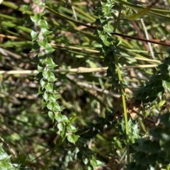 Epacris breviflora at Berlang, NSW - 25 Sep 2022 11:37 AM