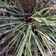 Stylidium graminifolium (Grass Triggerplant) at Berlang, NSW - 25 Sep 2022 by Ned_Johnston