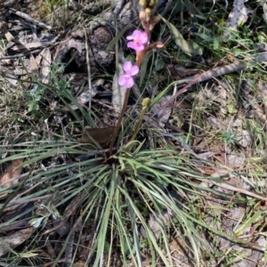 Stylidium graminifolium at Berlang, NSW - 25 Sep 2022 11:38 AM