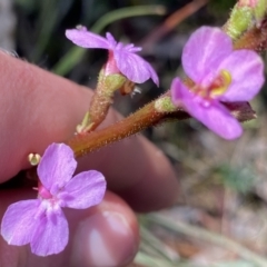 Stylidium graminifolium at Berlang, NSW - 25 Sep 2022 11:38 AM