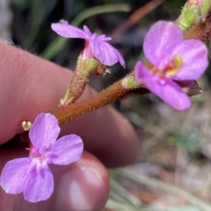 Stylidium graminifolium at Berlang, NSW - 25 Sep 2022 11:38 AM