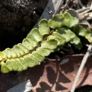 Lindsaea linearis at Krawarree, NSW - 25 Sep 2022 11:41 AM