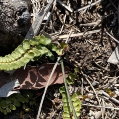 Lindsaea linearis at Krawarree, NSW - 25 Sep 2022 11:41 AM