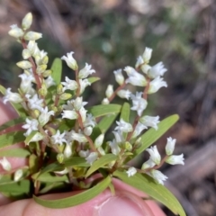 Leucopogon affinis (Lance Beard-heath) at Deua National Park (CNM area) - 25 Sep 2022 by Ned_Johnston