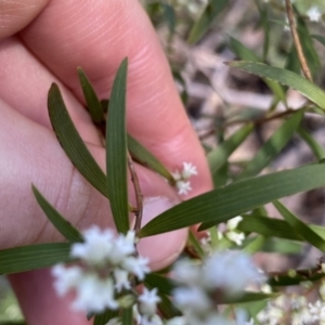 Leucopogon affinis at Krawarree, NSW - 25 Sep 2022 11:52 AM