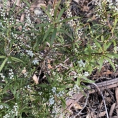 Leucopogon affinis at Krawarree, NSW - 25 Sep 2022 11:52 AM