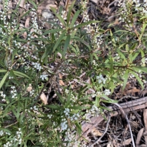 Leucopogon affinis at Krawarree, NSW - 25 Sep 2022 11:52 AM