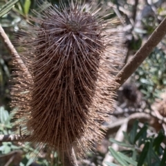 Banksia marginata (Silver Banksia) at Berlang, NSW - 25 Sep 2022 by NedJohnston