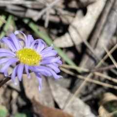 Brachyscome spathulata (Coarse Daisy, Spoon-leaved Daisy) at Berlang, NSW - 25 Sep 2022 by NedJohnston
