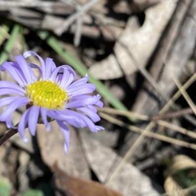 Brachyscome spathulata (Coarse Daisy, Spoon-leaved Daisy) at Berlang, NSW - 25 Sep 2022 by Ned_Johnston