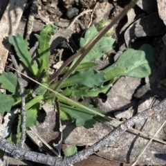 Brachyscome spathulata at Berlang, NSW - 25 Sep 2022 12:01 PM