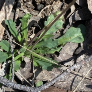 Brachyscome spathulata at Berlang, NSW - 25 Sep 2022