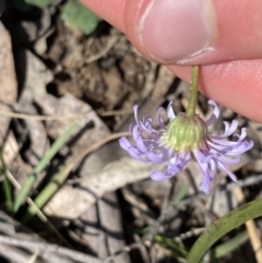 Brachyscome spathulata at Berlang, NSW - 25 Sep 2022