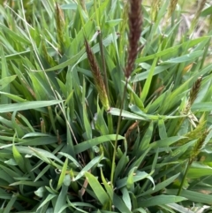 Anthoxanthum odoratum (Sweet Vernal Grass) at Oakdale Nature Reserve - 3 Oct 2022 by JaneR