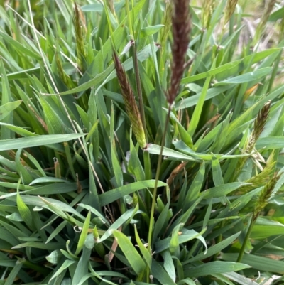 Anthoxanthum odoratum (Sweet Vernal Grass) at Oakdale Nature Reserve - 3 Oct 2022 by JaneR