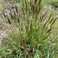 Anthoxanthum odoratum at Collector, NSW - 3 Oct 2022