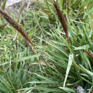 Anthoxanthum odoratum at Collector, NSW - 3 Oct 2022