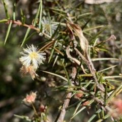 Acacia ulicifolia (Prickly Moses) at Deua National Park (CNM area) - 25 Sep 2022 by Ned_Johnston