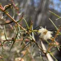 Acacia ulicifolia at Berlang, NSW - 25 Sep 2022